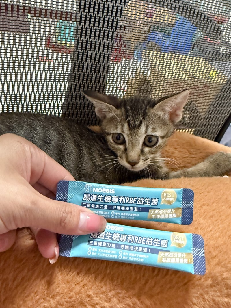 女人知己試用大隊,口碑行銷,部落客行銷,Moegis萌吉 腸道生機專利RBE益生菌,寵物益生菌,專利RBE益生元,專利蔬果酵素,小分子胜肽,藍藻粉,維持免疫力,幫助維持消化道機能,維持正常食慾,改變細菌叢生態,腸胃保健,犬貓適用